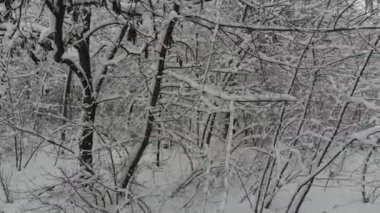 Karla kaplı kış orman üzerinde hava fotoğrafçılığı uçuş. Kış manzarası kar büyük miktarda ağaçlarının dalları üzerinde.