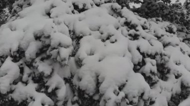 Karla kaplı kış orman üzerinde hava fotoğrafçılığı uçuş. Kış manzarası kar büyük miktarda ağaçlarının dalları üzerinde.