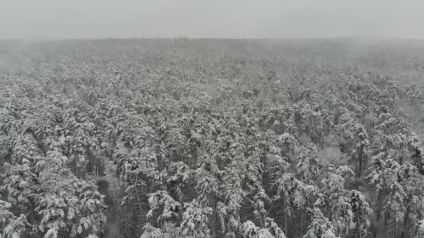 Luchtfotografie Vlucht Winter Sneeuw Bedekte Bos Winterlandschap Een Grote Hoeveelheid — Stockvideo