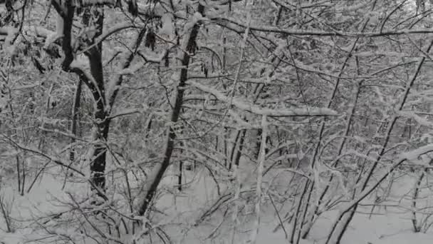 空中摄影飞行在被雪覆盖的冬天森林 冬天的风景 树枝上有大量的雪 — 图库视频影像