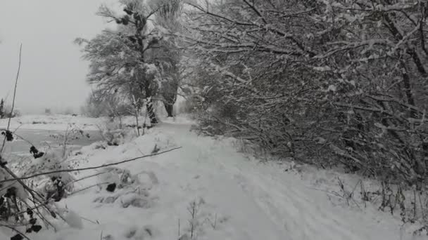 Luchtfotografie Vlucht Winter Sneeuw Bedekte Bos Winterlandschap Een Grote Hoeveelheid — Stockvideo