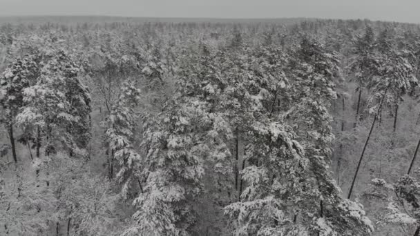 空中摄影飞行在被雪覆盖的冬天森林 冬天的风景 树枝上有大量的雪 — 图库视频影像