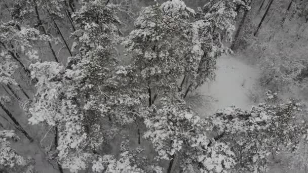 Volo Fotografico Aereo Sopra Foresta Invernale Innevata Paesaggio Invernale Una — Video Stock