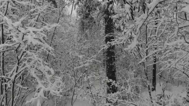 Voo Fotografia Aérea Sobre Floresta Inverno Coberta Neve Paisagem Inverno — Vídeo de Stock