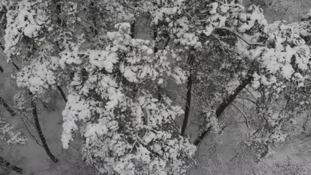Аерофотозйомка Польоту Над Засніженим Зимовим Лісом Зимовий Пейзаж Велика Кількість — стокове відео