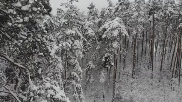 雪に覆われた冬の森で空撮飛行 木の枝に雪の大量の冬の景色 — ストック動画