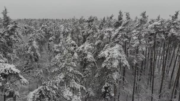 Luchtfotografie Vlucht Winter Sneeuw Bedekte Bos Winterlandschap Een Grote Hoeveelheid — Stockvideo
