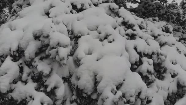 雪に覆われた冬の森で空撮飛行 木の枝に雪の大量の冬の景色 — ストック動画