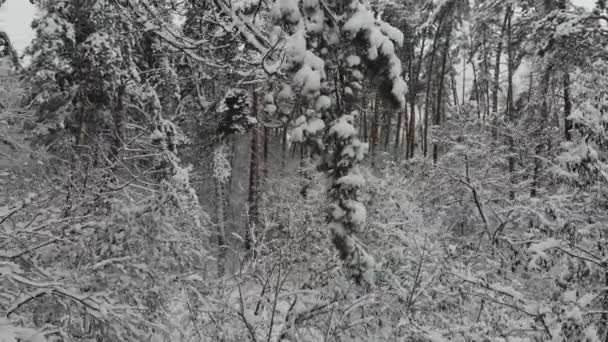 Luftaufnahme Flug Über Den Verschneiten Winterwald Winterlandschaft Viel Schnee Auf — Stockvideo