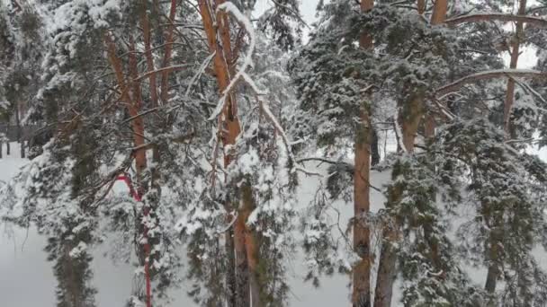 Relevé aérien de la forêt d'hiver — Video