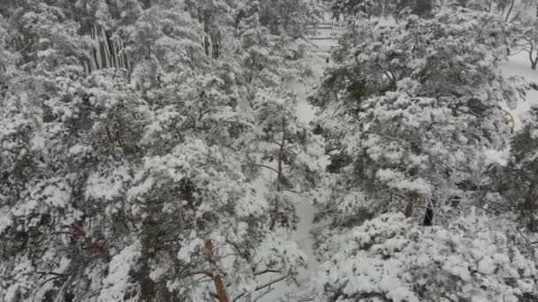 Relevé aérien de la forêt d'hiver — Video