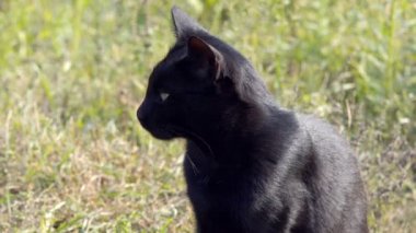 Bir kedi bengal yeşil çimenlerin üzerinde yürür. Bengal kitty orman yürümeyi öğrenir. Asya pars kedisi çimenlerde saklanmaya çalışıyor. Reed doğada kedi evcil. Nehri yakınında sahilde yerli kedi.