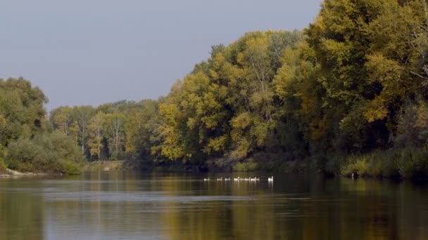 静かな青い湖で泳ぐガチョウの群れ — ストック動画