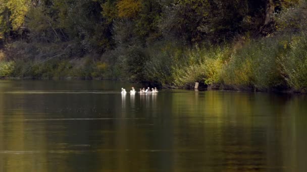 Flock Geese Swimming Calm Blue Lake — Stock Video