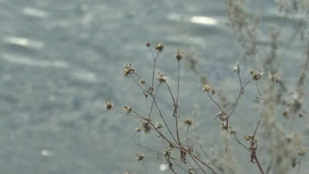 Χρυσό Γρασίδι Που Ταλαντεύεται Φόντο Λίμνη Αντανάκλαση Του Ηλίου Στο — Αρχείο Βίντεο