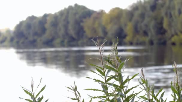 Golden Grass Sways Backdrop Pond Sun Glare Water Can Seen — Stock Video