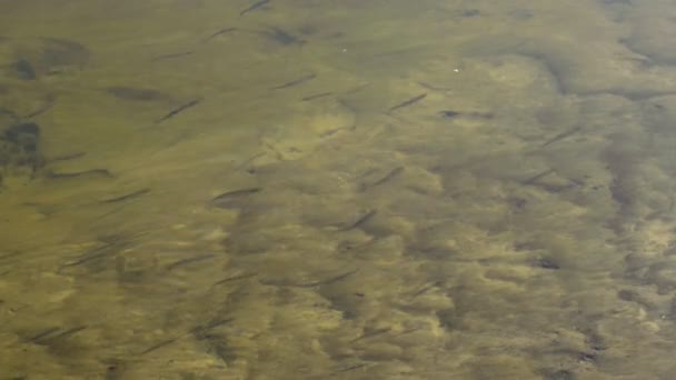 Een Zwerm Van Kleine Vissen Een Klein Meertje Buurt Van — Stockvideo