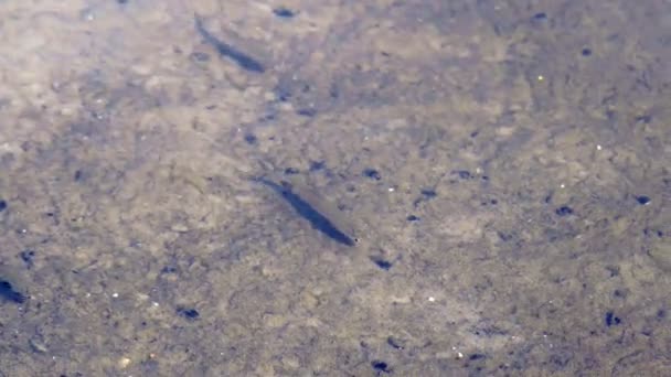 Hejno Malých Ryb Malé Jezero Nedaleko Městské Pláže — Stock video