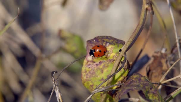 Coccinella Che Striscia Sull Erba Una Coccinella Che Striscia Lungo — Video Stock