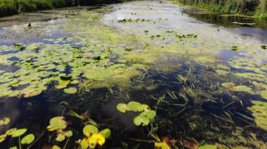 Su kayan lily çiçek ve güneş ve gökyüzü nehre yansımasıdır. Nilüfergiller göller ve göletler suda buldum çiçekli bitkiler familyasıdır. Uçan bir uçak Üstten Görünüm.