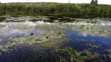 Su kayan lily çiçek ve güneş ve gökyüzü nehre yansımasıdır. Nilüfergiller göller ve göletler suda buldum çiçekli bitkiler familyasıdır. Uçan bir uçak Üstten Görünüm.