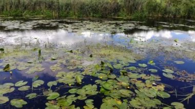 Su kayan lily çiçek ve güneş ve gökyüzü nehre yansımasıdır. Nilüfergiller göller ve göletler suda buldum çiçekli bitkiler familyasıdır. Uçan bir uçak Üstten Görünüm.