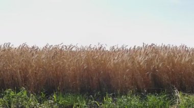 Buğday kulak 4 k. dalgalı hareket. Uçuş düşük ve buğday alan, panoramik hava çıkar.