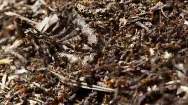 Bahar ormandaki karınca yuvası