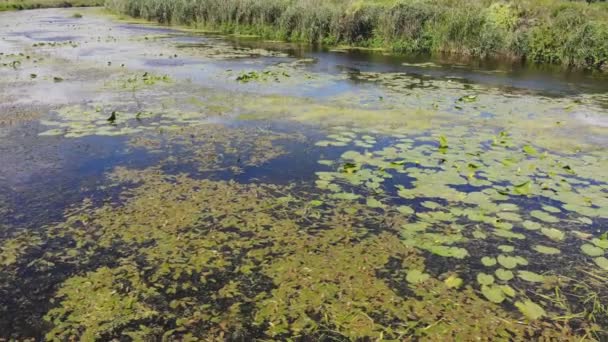 Fleurs Lys Flottantes Reflet Soleil Ciel Dans Rivière Nymphaeaceae Est — Video