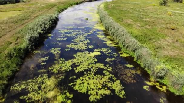 Wasser Schwimmende Lilienblüte Und Reflexion Der Sonne Und Des Himmels — Stockvideo