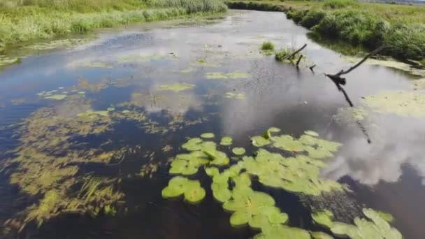 水面漂浮着百合花 倒影在河里的阳光和天空 尼帕科是在湖泊和池塘的水中发现的开花植物的一个家族 从飞行的飞机上看到的顶视图 — 图库视频影像