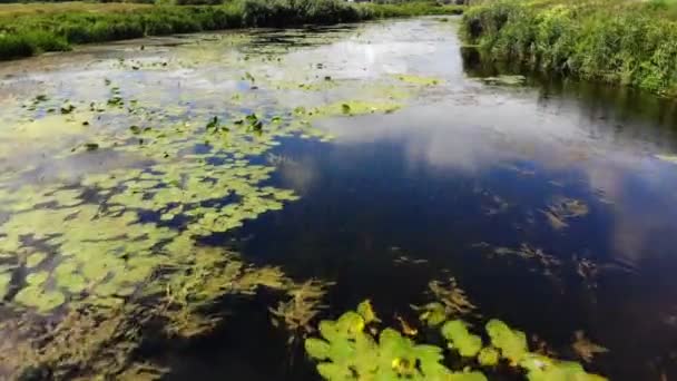 Water Floating Lily Flower Reflection Sun Sky River Nymphaeaceae Family — Stock Video