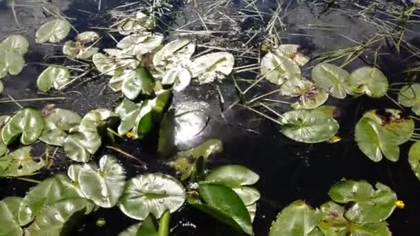 Вода Плавающий Цветок Лилии Отражение Солнца Неба Реке Нимфеевые Семейство — стоковое видео