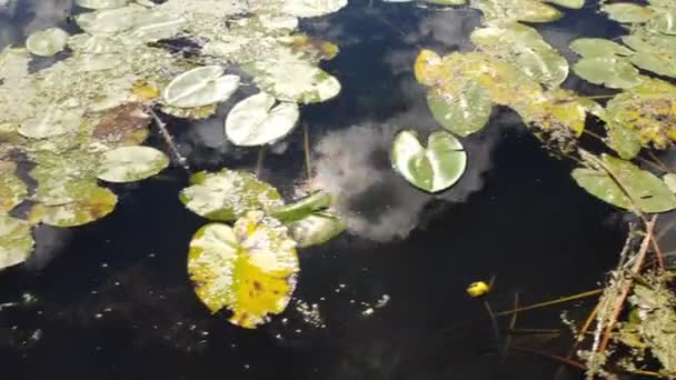 Wasser Schwimmende Lilienblüte Und Reflexion Der Sonne Und Des Himmels — Stockvideo