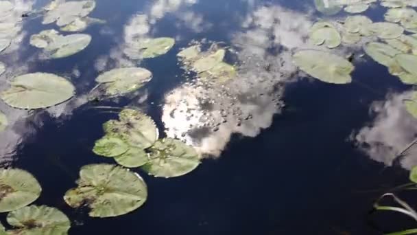 Agua Flor Lirio Flotante Reflejo Del Sol Cielo Río Nymphaeaceae — Vídeo de stock