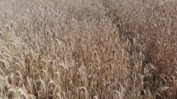 Pšeničné pole shora — Stock video