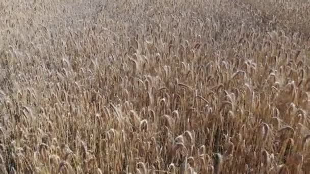 Campo de trigo desde arriba — Vídeos de Stock