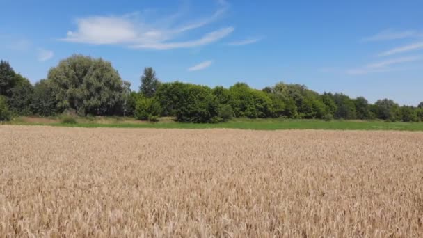 Wheat field from above — Stock Video