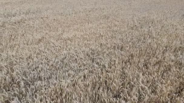Buğday alan yukarıda — Stok video