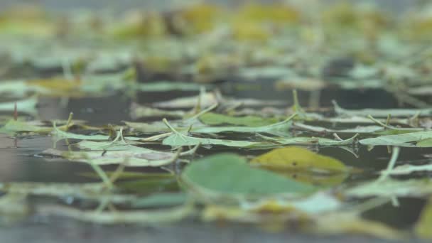 Feuilles tombant dans l'eau — Video