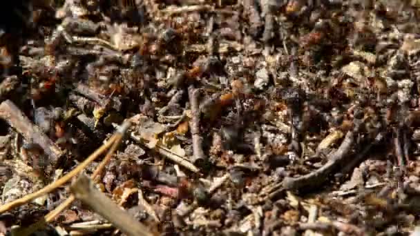 Myrstacken i skogen våren — Stockvideo