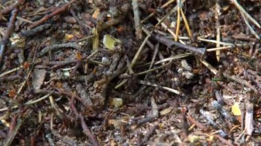 Bahar ormandaki karınca yuvası