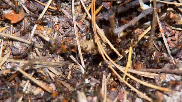 Ameisenhaufen im Frühlingswald — Stockvideo