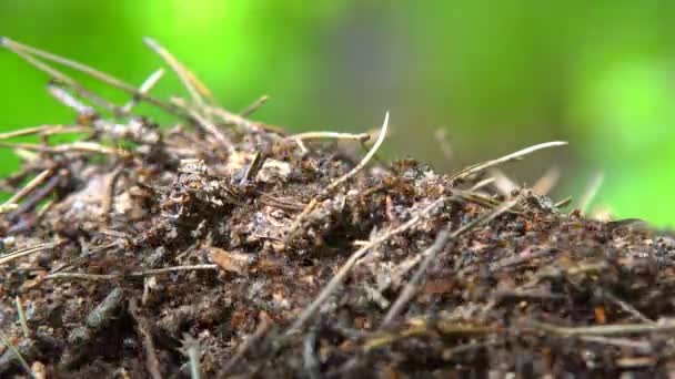 Formigueiro na floresta de primavera — Vídeo de Stock