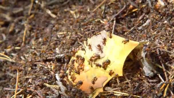 Molino en el bosque de primavera — Vídeo de stock