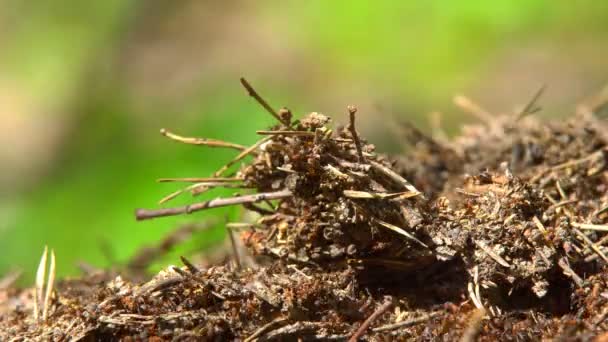 Formicaio nella foresta primaverile — Video Stock