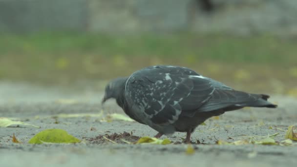 鸽子找到了食物 — 图库视频影像