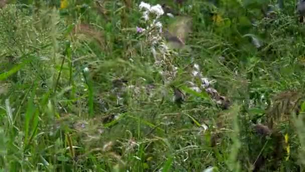 枝に雀 スズメの大きな群れが場所から場所へ飛んで 植物の緑の枝で食品の検索します — ストック動画