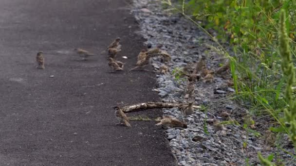 Pájaro Gorrión Una Rama Una Gran Bandada Gorriones Busca Alimento — Vídeos de Stock