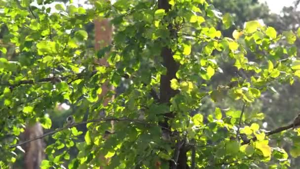 Uccello Passero Ramo Grande Gregge Passeri Alla Ricerca Cibo Nei — Video Stock